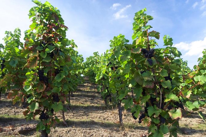 2.5-Hour Prague Wine Tasting Walking Tour - Key things to notice before you go