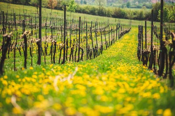 A delightful wine tasting in the scenic countryside with lunch - Small-Group Energy and Guide Styles: Why This Feels Personal