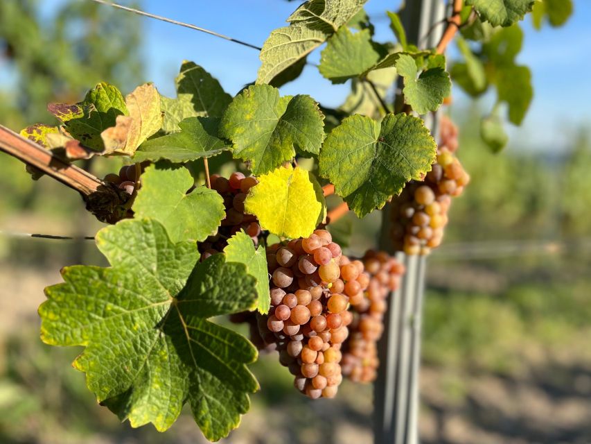 Czech Vineyards and Wine Tasting 4WD Tour with Lunch - Central Bohemian Uplands: why this day feels like real Czech countryside