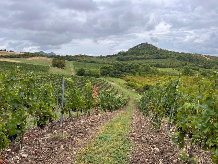 Czech Vineyards and Wine Tasting 4WD Tour with Lunch - Who this tour suits best, and who might want a different fit