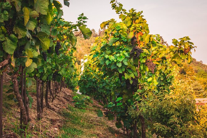 Full Day Private Tour to Kutná Hora with Wine Tasting - Kutná Hora is a must-do from Prague