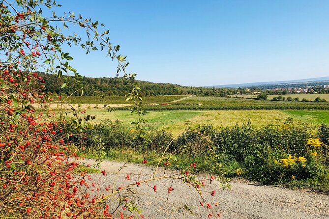 Kutná Hora UNESCO, Bone Church & Biodynamic Wine Private Tour - Hotel pickup and a private ride that keeps the day relaxed