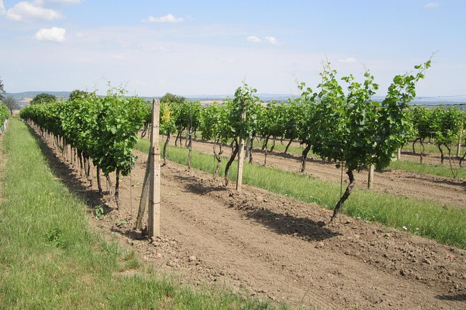 Moravian wine trails - Valtice Chateau and cellar time: where the wine gets serious