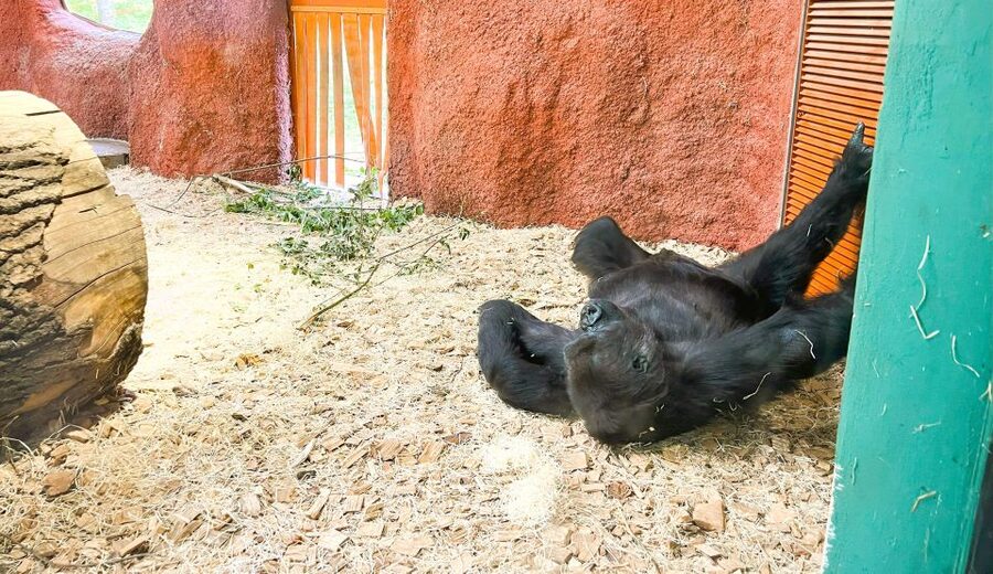 Prague: Prague Zoo Audio Guide with E-Ticket - The Self-Guided Route: History, Pavilions, and Story-Based Walking