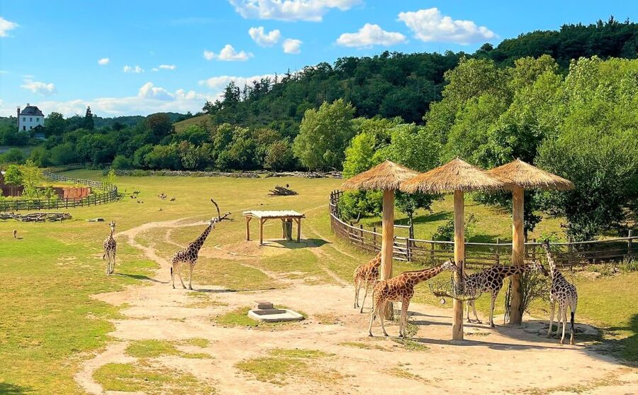 Prague: Prague Zoo Audio Guide with E-Ticket - Timing Your Day: Plan for a Full-Day Zoo Pace