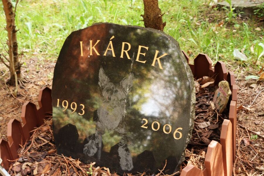 Prague: Psychiatric Hospital and Abandoned Cemetery Tour - Psychiatry through the ages, explained in human terms