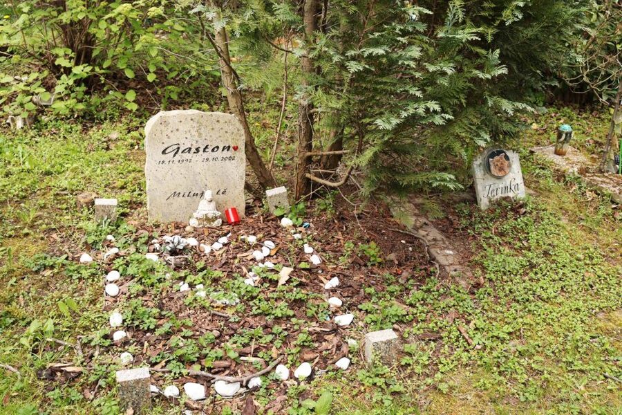 Prague: Psychiatric Hospital and Abandoned Cemetery Tour - Who this tour fits best, and who should skip it