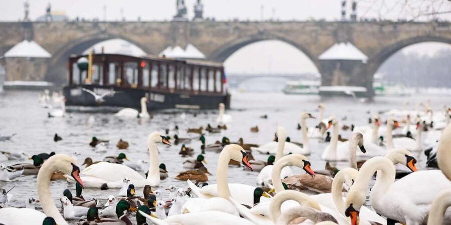Prague: River Cruise, Charles Bridge Museum, & Walking Tour - Key highlights at a glance