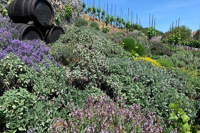 Prague´s Hidden Vineyards Private Tour - Price and Logistics: What You’re Really Paying For