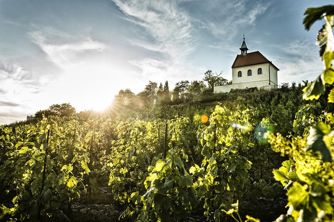 Prague´s Hidden Vineyards Private Tour - Prague Botanical Garden: Off-Limits Wine Cellar and the Grower Explanation