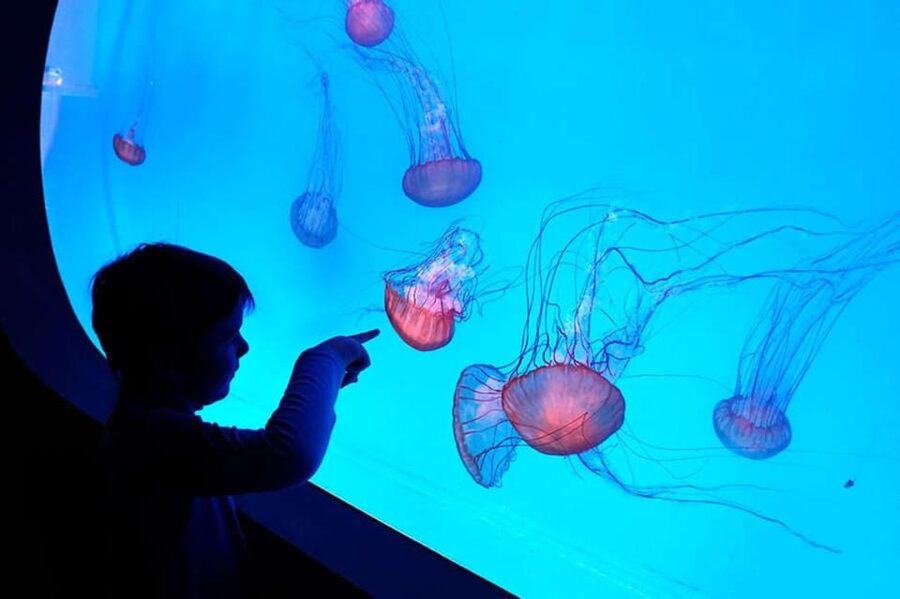 Prague: The World Of Jellyfish Entry Ticket w/ Drink - Roof-top aquariums at Arkady Pankrac