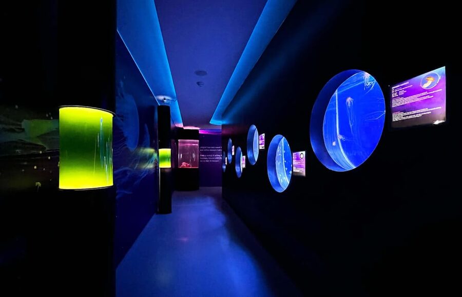 Prague: The World Of Jellyfish Entry Ticket w/ Drink - How I’d plan your day around it
