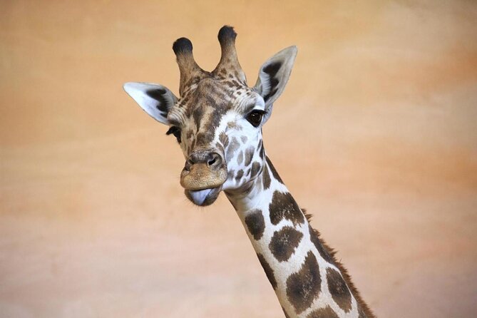 Prague Zoo Admission Ticket including Round Trip Transfer - Key highlights worth knowing before you go