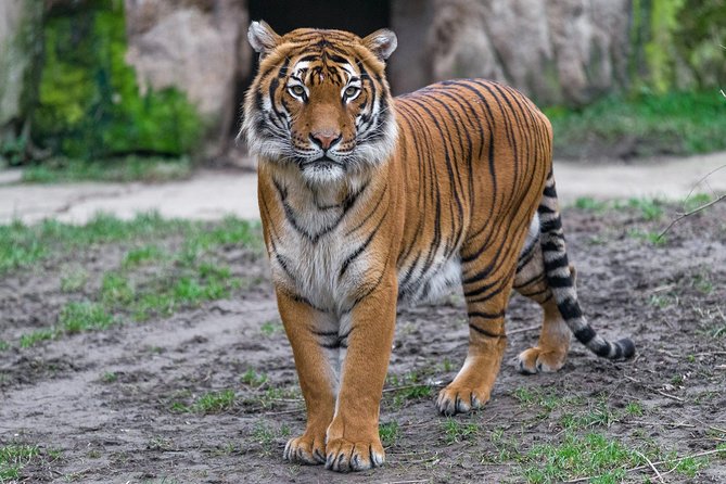 Prague Zoo Admission Ticket including Round Trip Transfer - Hotel pickup, then a taxi-style zoo day