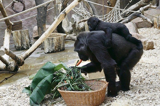 Prague Zoo Admission Ticket including Round Trip Transfer - Food, breaks, and comfort: plan for your body, not just the schedule