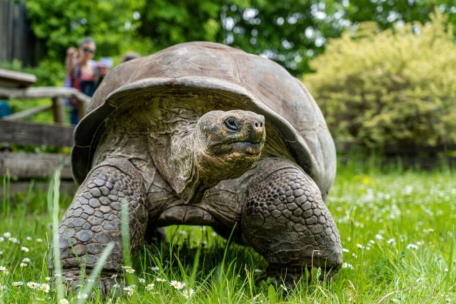 Prague Zoo: Skip-the-Line Entry Ticket - Opening Hours and the Timing Advantage of Staying On Grounds