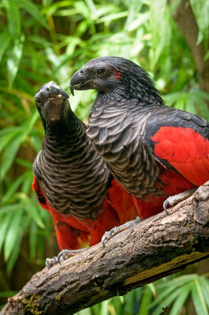 Prague Zoo: Skip-the-Line Entry Ticket - Price and Value: Does $15 Add Up