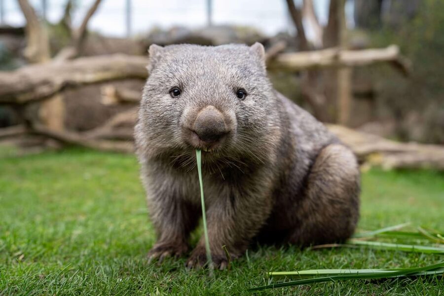 Prague Zoo: Skip-the-Line Entry Ticket - Rules You Must Follow, Especially About Animals