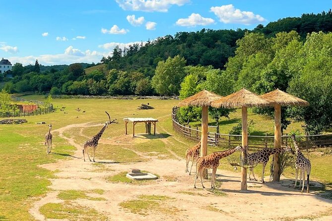 Prague Zoo Ticket with Online Audio Guide - Getting there: practical transport and how close it feels