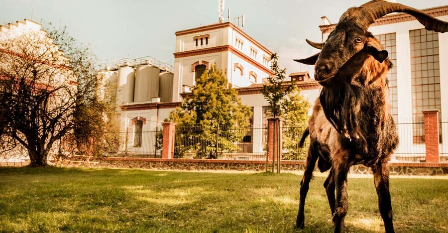 Velke Popovice: Kozel Brewery Tour with Beer Tasting - Key highlights you will actually care about